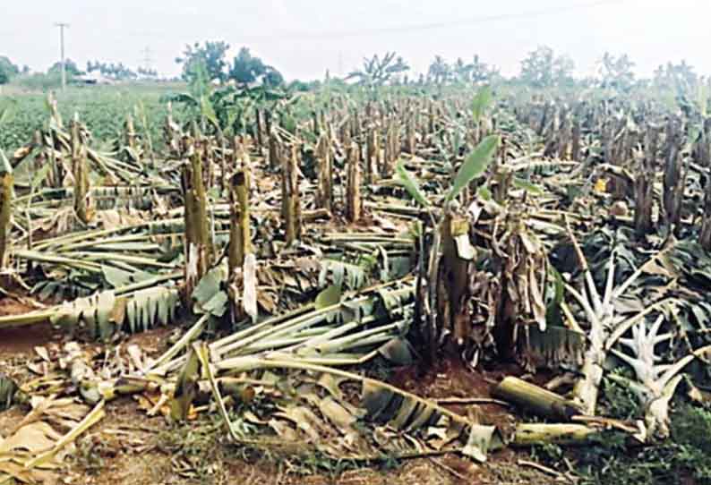 ரிஷிவந்தியம், மூங்கில்துறைப்பட்டு பகுதியில் சூறைக்காற்றில் வாழை, கரும்புகள் சாய்ந்து சேதம்