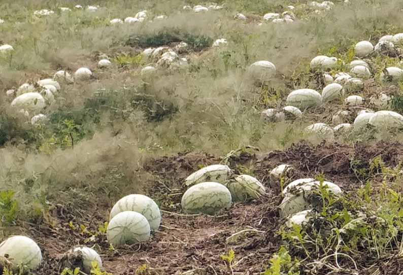 வியாபாரிகள் வாங்க வராததால் வயல்களிலேயே அழுகி வீணாகும் தர்பூசணிகள் - விவசாயிகள் வேதனை