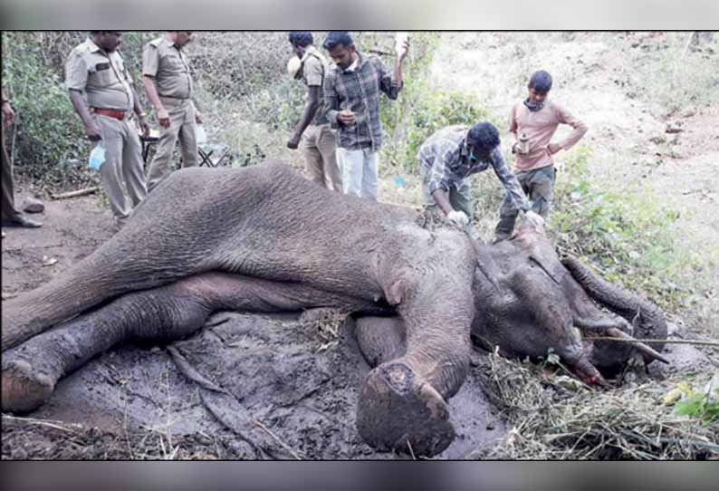 தேன்கனிக்கோட்டை அருகே ஒரு வாரமாக உயிருக்கு போராடி வரும் யானை - காப்பாற்ற வனத்துறையினர் தீவிர முயற்சி