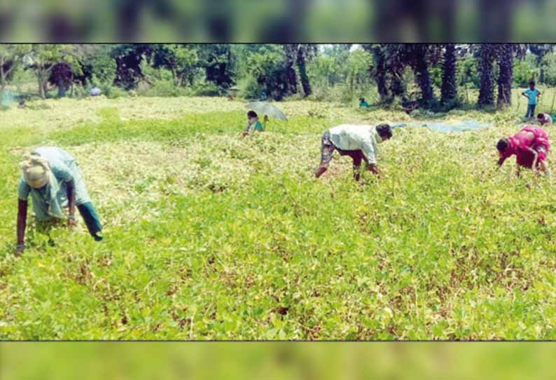 தா.பழூர் பகுதியில் அறுவடை செய்த நிலக்கடலையை விற்க முடியாமல் தவிக்கும் விவசாயிகள்