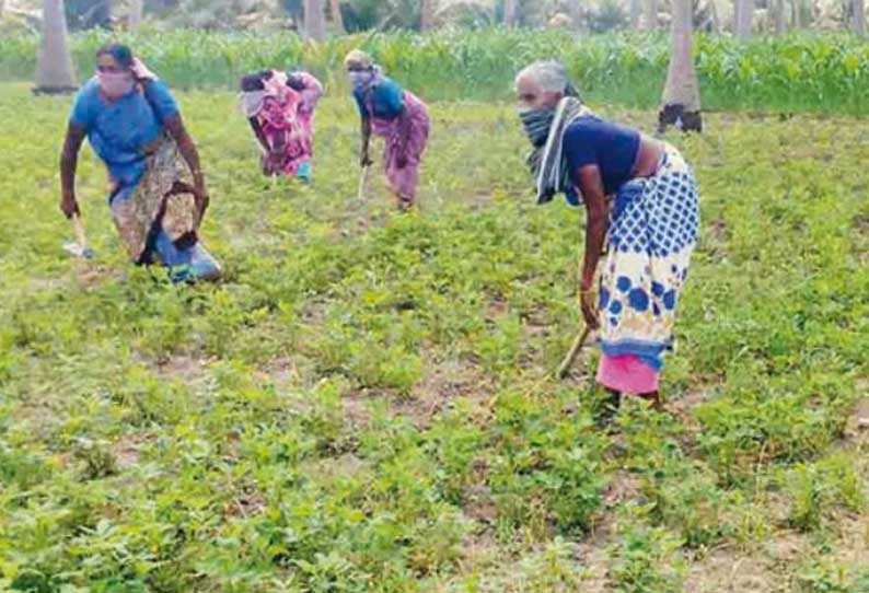 கீரமங்கலம் பகுதியில் முக கவசம் அணிந்து விவசாய பணியில் ஈடுபடும் பெண்கள்