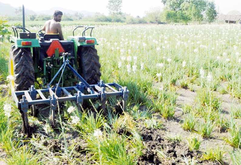 வியாபாரிகள் கொள்முதல் செய்ய வராததால் சம்பங்கி பூச்செடிகளை டிராக்டரால் உழுது அழிக்கும் விவசாயிகள்