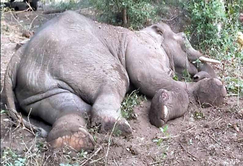 தேன்கனிக்கோட்டை அருகே, உயிருக்கு போராடிய ஆண் யானை சாவு - வனத்துறையினர் குழிதோண்டி புதைத்தனர்