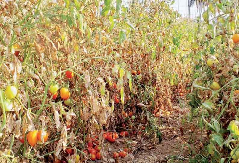 நல்லம்பள்ளி பகுதியில் பறிக்க கூலியாட்கள் வராததால் செடியில் அழுகும் தக்காளி - விவசாயிகள் கவலை