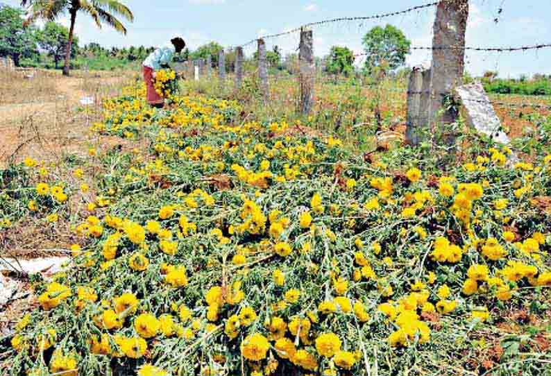 ஊரடங்கு நீட்டிக்கப்பட்டதால் விரக்தி: பூத்துக்குலுங்கிய செண்டுமல்லி செடிகளை வேரோடு பிடுங்கி வீசிய விவசாயிகள்