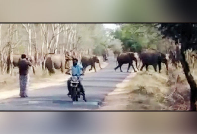 தாளவாடி அருகே வனப்பகுதியில் ரோட்டை கடந்த யானைகள் - ஆபத்தை உணராமல் புகைப்படம் எடுத்த வாகன ஓட்டிகள்