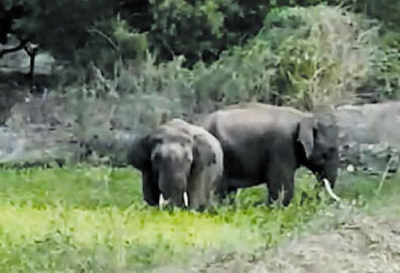 குடியாத்தம் அருகே காட்டு யானைகள் அட்டகாசம் - கேழ்வரகு, நெற்பயிரை துவம்சம் செய்தன