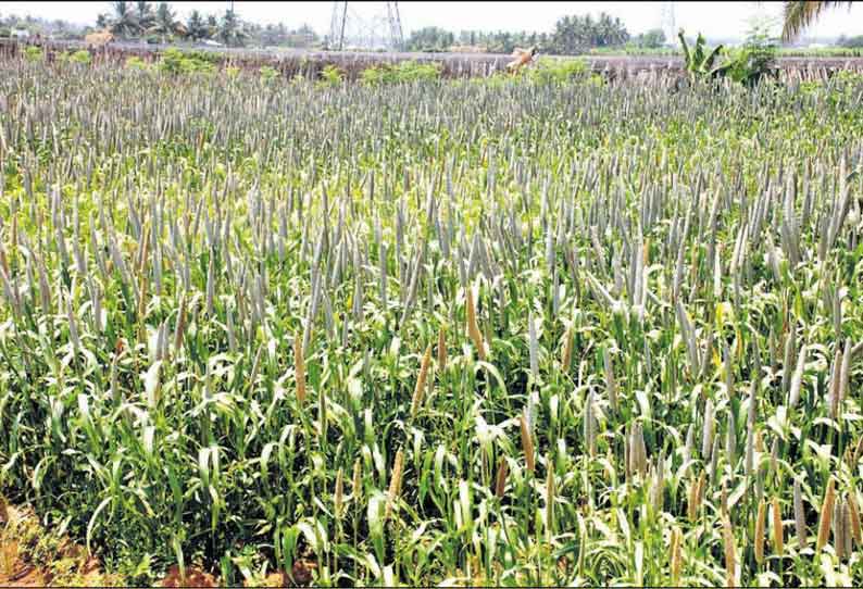 எலையமுத்தூர் பகுதியில் தானிய பயிர்கள் சாகுபடியில் ஆர்வம் காட்டும் விவசாயிகள்