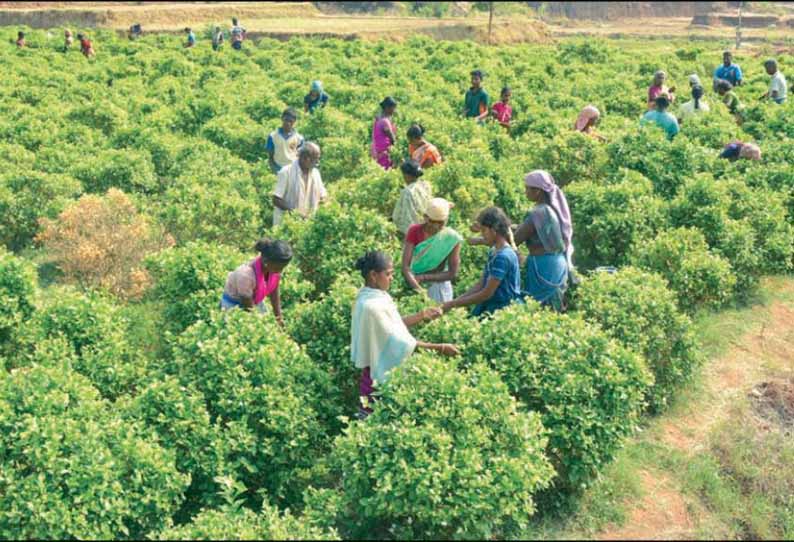 கிருஷ்ணகிரி பகுதியில் குண்டுமல்லி விலை கடும் வீழ்ச்சி - விவசாயிகள் கவலை