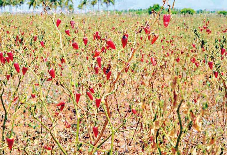 விலை வீழ்ச்சி காரணமாக பறிக்கப்படாத மிளகாய் செடியிலேயே பழுத்து உதிர்வதால் விவசாயிகள் கவலை