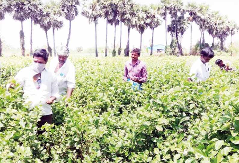 கொரோனா ஊரடங்கால் மணம் வீசவில்லை, மல்லிகை சாகுபடியாளர்களுக்கு மின் கட்டணத்தை ரத்து செய்ய வேண்டும் - விவசாயிகள் கோரிக்கை