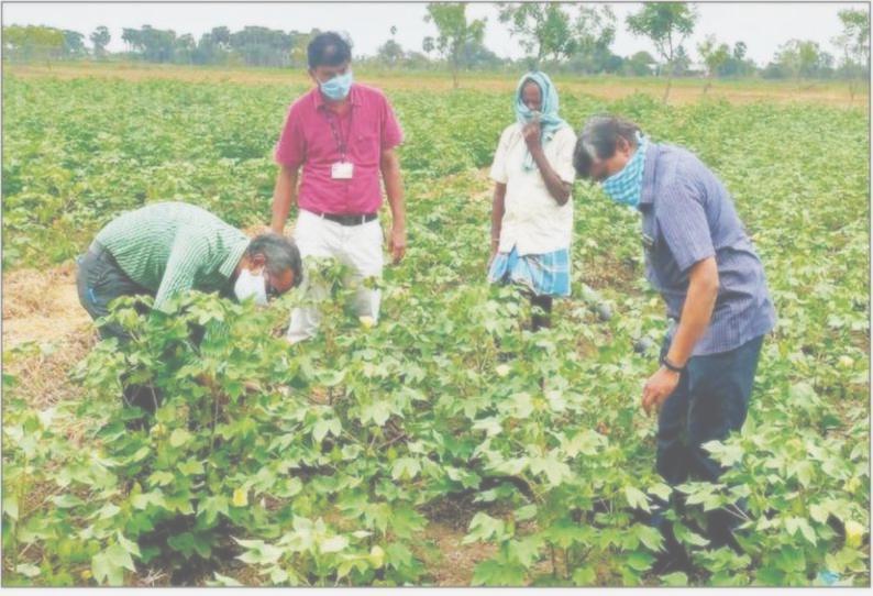 நீடாமங்கலம் அருகே பருத்தி வயலில் அதிகாரிகள் ஆய்வு