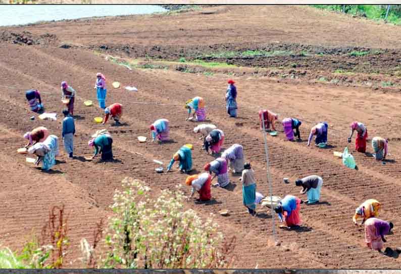 ஊட்டியில், அடுத்த சாகுபடிக்கு தயாராகும் காய்கறி விவசாயிகள்