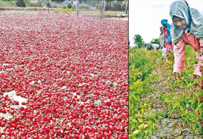 ஊரடங்கால் விற்பனை செய்ய முடியவில்லை: மிளகாய்க்கு கொள்முதல் நிலையம் வேண்டும் - விவசாயிகள் வேண்டுகோள்