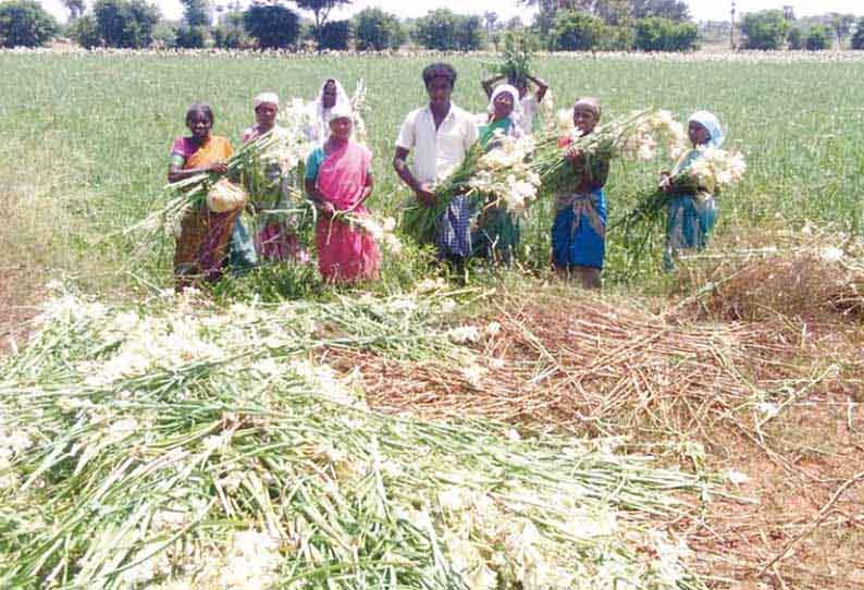 வந்தவாசி அருகே ஊரடங்கால் செடியில் அழுகும் சம்பங்கி பூக்கள் - நிவாரணம் வழங்க கோரிக்கை