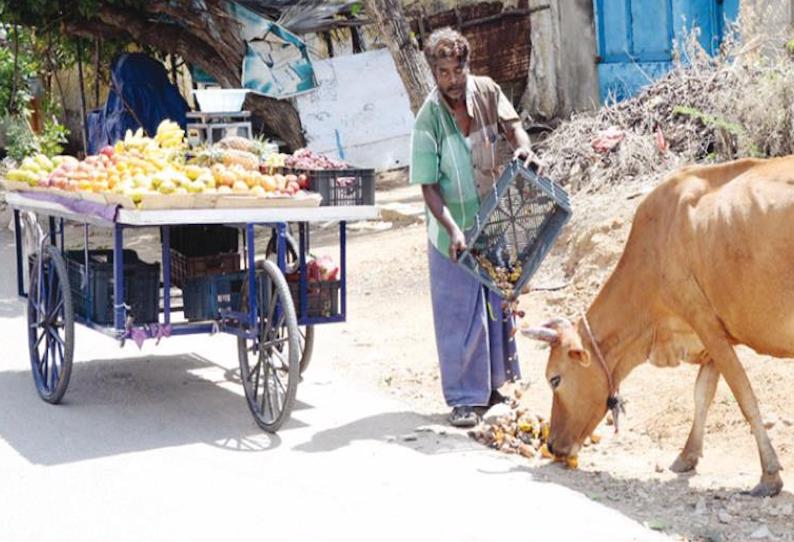 ஊரடங்கால் பாதிப்பு: தள்ளுவண்டி கடையில் விற்பனையாகாமல் அழுகும் பழங்கள் மாடுகளுக்கு உணவாக கொட்டப்படுகிறது