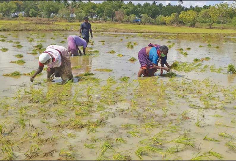 கொரோனா அச்சுறுத்தல்: முககவசம் அணிந்து நாற்று நடும் பெண்கள்