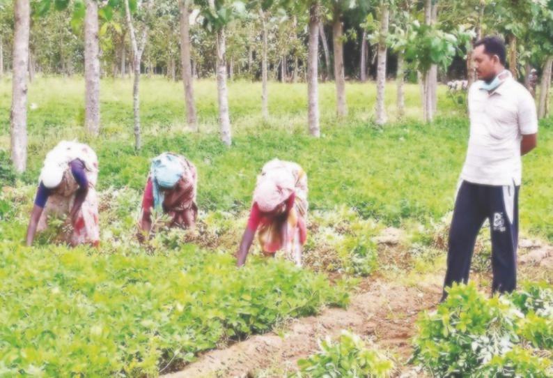 ஊரடங்கிலும் திருவெண்காடு பகுதியில் நிலக்கடலை அறுவடை செய்யும் பணி தீவிரம்