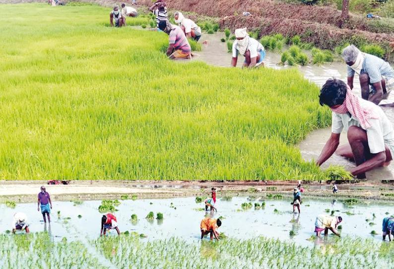 கொரோனா வைரசால் குறுவை நெல் சாகுபடி பாதிப்பு விவசாயிகள் வேதனை