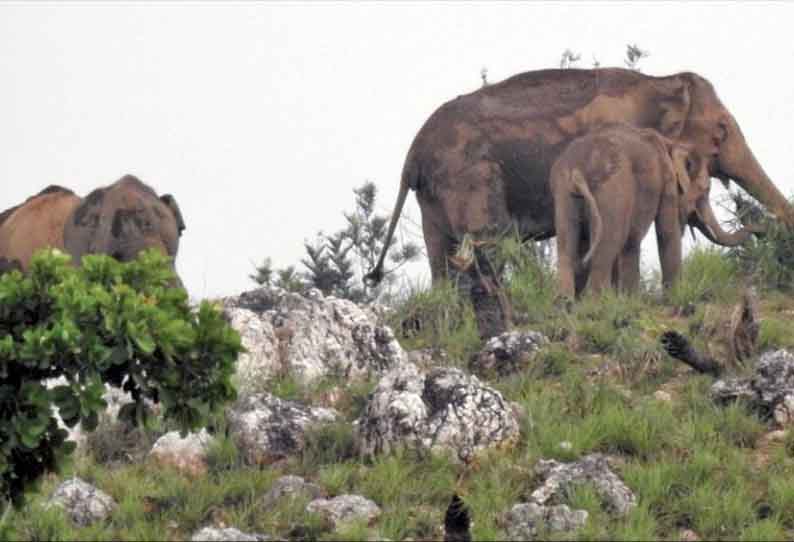 கூடலூர் அருகே, வனப்பகுதியோர கிராமங்களில் முகாமிட்டுள்ள காட்டுயானைகள் - பொதுமக்கள் பீதி