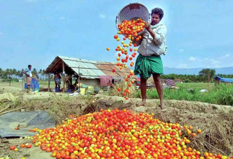 ஊரடங்கால் விற்பனை பாதிப்பு: போதிய விலை கிடைக்காததால் வீணாகும் தக்காளி - விவசாயிகள் கவலை