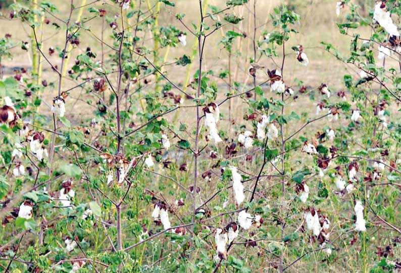 விளைச்சல் அடைந்தும் வீணாகும் பருத்தி - விவசாயிகள் கண்ணீர்