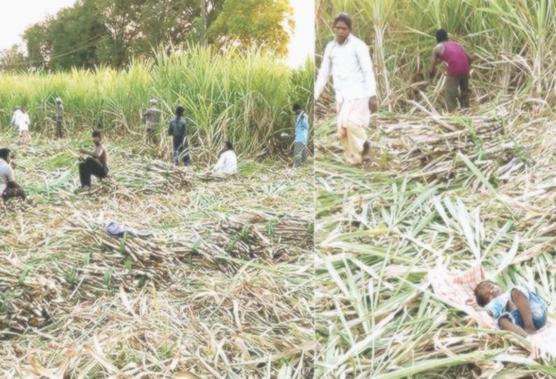 ஊரடங்கால் கரும்பு விவசாயிகள் கடும் பாதிப்பு கூலி ஆட்கள் கிடைக்காததால் கவலை