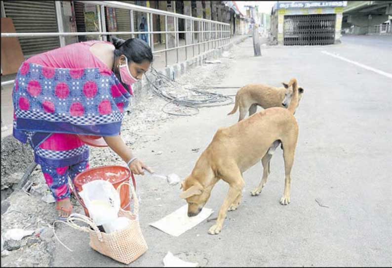 ஊரடங்கு காலத்திலும் உன்னத சேவை: நகையை அடகு வைத்து தெருநாய்களுக்கு உணவளிக்கும் பெண்