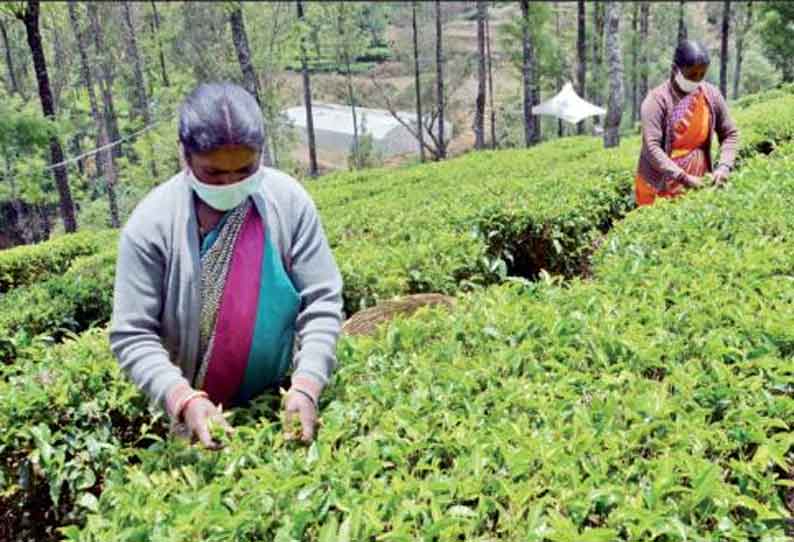 ஊட்டி தேயிலை பூங்காவில் ஊரடங்கிலும் ‘கிரீன் டீ’ உற்பத்தி மும்முரம் விற்பனைக்கு கொண்டு செல்ல முடியாததால் தேக்கம்