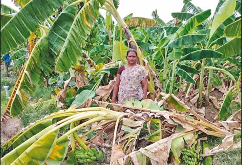 வத்திராயிருப்பு அருகே மழையால் சேதமான வாழைக்கு இழப்பீடு - விவசாயிகள் கோரிக்கை