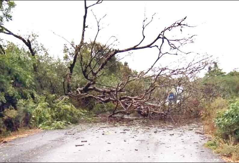 பெண்ணாடம், ஸ்ரீமுஷ்ணத்தில் பலத்த மழை மரம் விழுந்ததால் மின்சாரம் துண்டிப்பு