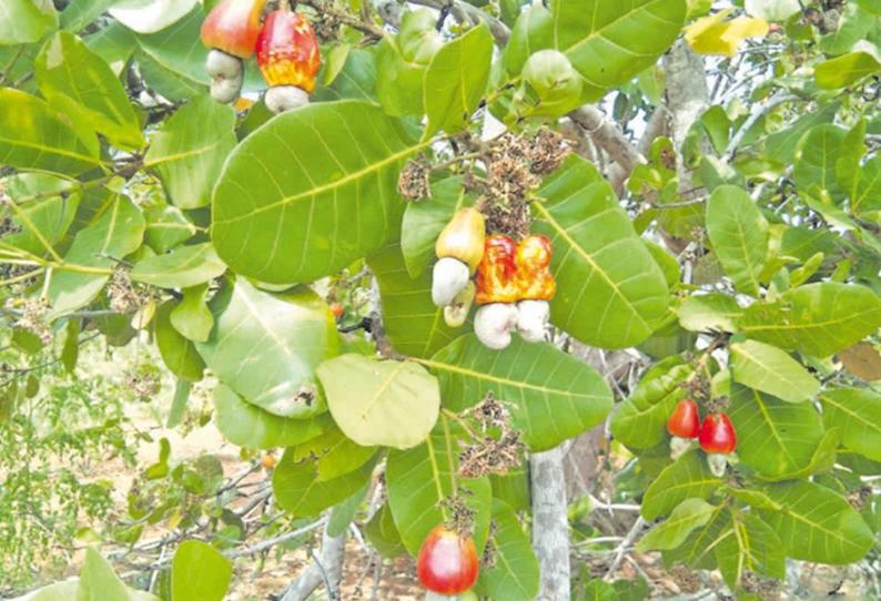 ஊரடங்கால் மரங்களிலேயே பழங்கள் அழுகுகின்றன: முந்திரி கொட்டைகளை குறைந்த விலைக்கு வாங்கும் வியாபாரிகள்