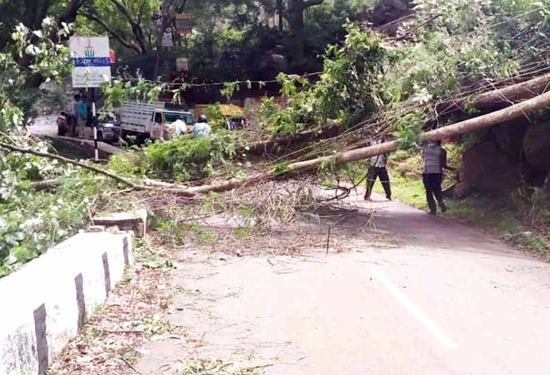 திடீரென வீசிய சூறைக்காற்றால் ஏலகிரி மலைப்பாதையில் தைலமரம் முறிந்து விழுந்தது- போக்குவரத்து பாதிப்பு