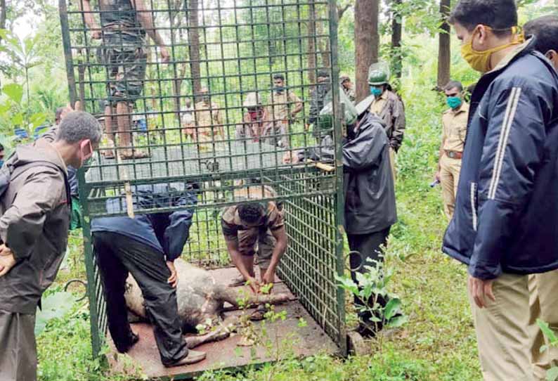 வயநாடு அருகே, புலி தாக்கி வன ஊழியர்கள் 2 பேர் காயம் - ஹெல்மெட் அணிந்திருந்ததால் உயிர் தப்பினர்