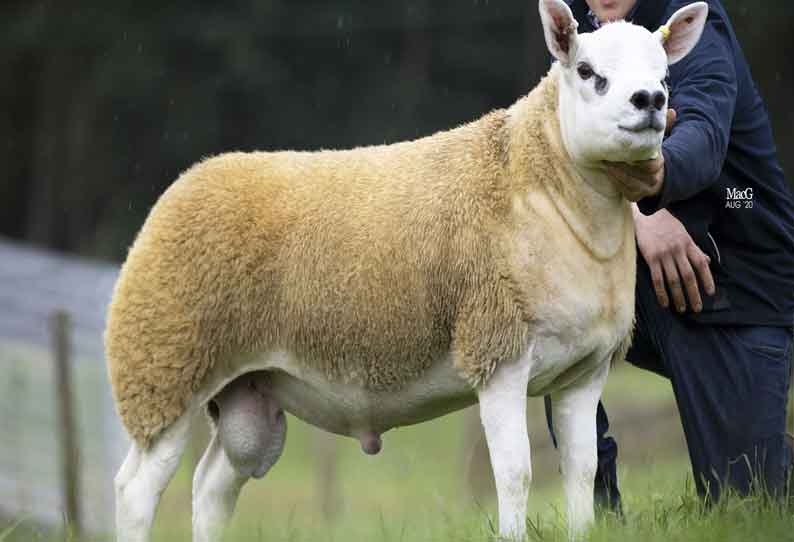World's most expensive sheep' sells for £367,500 at auction || உலகின் மிக  அதிக விலைக்கு விற்கப்பட்ட அரியவகை செம்மறியாடு