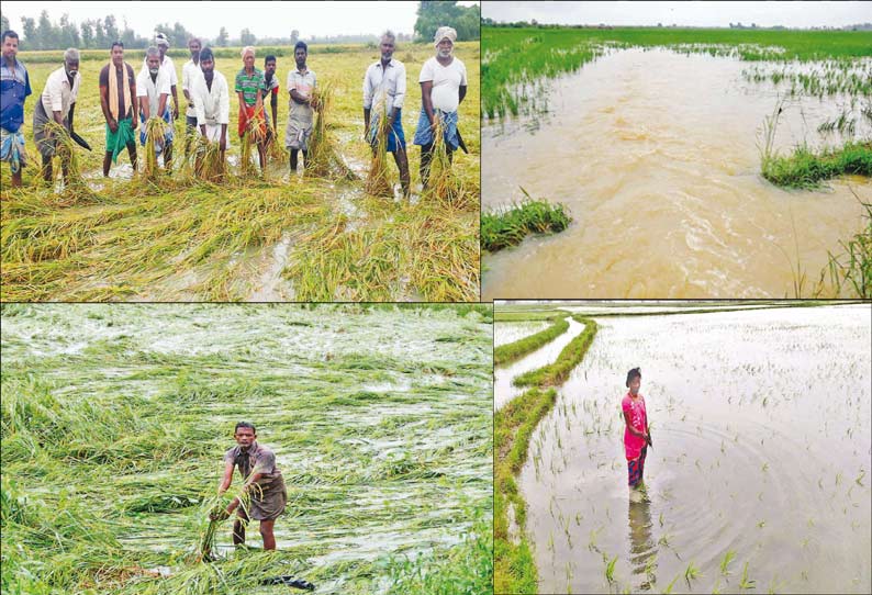 நெற்பயிர்கள் அடியோடு சாய்ந்திருப்பதை விவசாயி வேதனையோடு கையில் எடுத்து பார்த்தபோது எடுத்த படம்