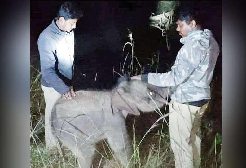 3 நாட்களாக பரிதவித்த குட்டி யானை தாயுடன் சேர்ப்பு மைசூரு அருகே உருக்கமான சம்பவம்