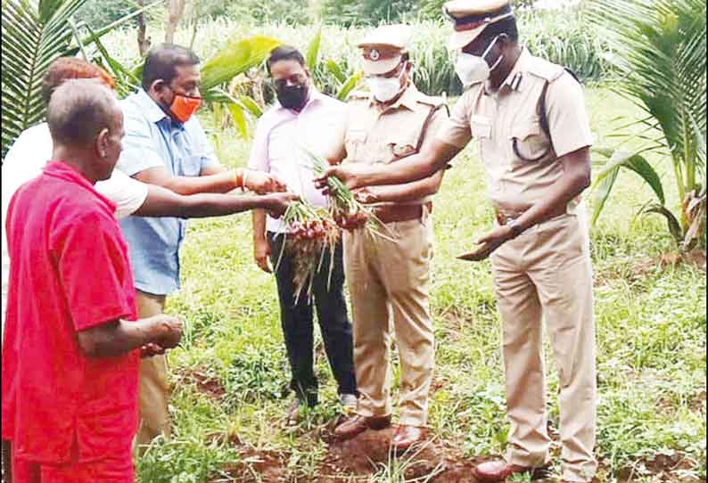 திருச்சி சிறை வளாகத்தில் உள்ள தோட்டத்தில் கைதிகள் சாகுபடி செய்த சின்ன வெங்காயம் அறுவடை