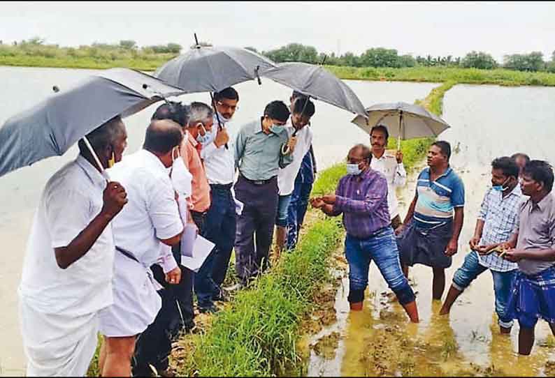 தஞ்சை மாவட்டத்தில் தொடர் மழையால் 23 ஆயிரம் ஏக்கரில் நெல், நிலக்கடலை பயிர்கள் நீரில் மூழ்கின