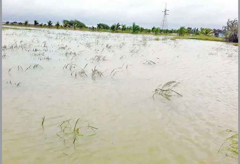 டெல்டா மாவட்டங்களில், தொடர் மழையால் அறுவடைக்கு தயாராக இருந்த நெற்பயிர்கள் நீரில் மூழ்கி முளைத்தன