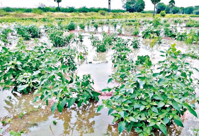 தொடர் மழை காரணமாக இளையான்குடியில் மிளகாய்செடிகள் தண்ணீரில் மூழ்கிஇருப்பதை படத்தில் காணலாம்