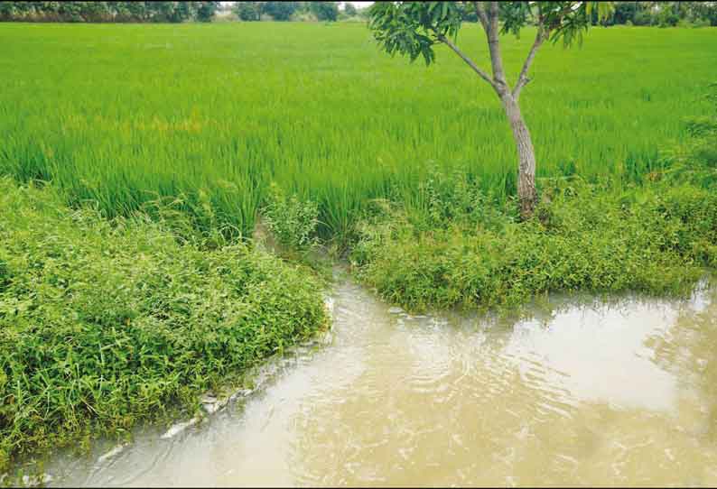 தஞ்சை மாவட்டத்தில் புரெவி புயலுக்கு 34 ஆயிரம் ஏக்கர் நெற்பயிர்கள் பாதிப்பு இழப்பீடு வழங்க கோரிக்கை