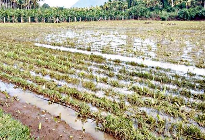 திருகல் நோய் தாக்கி சின்ன வெங்காய பயிர் நாசம்; கட்டுப்படுத்த கோரிக்கை