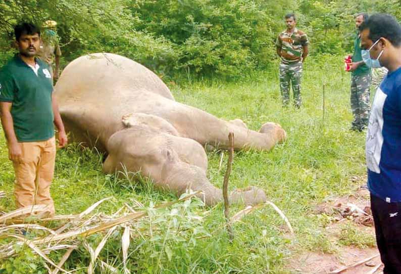 விக்கிரமசிங்கபுரம் அருகே தோட்டத்தில் அமைக்கப்பட்ட மின்வேலியில் சிக்கி காட்டு யானை பலி - விவசாயி கைது