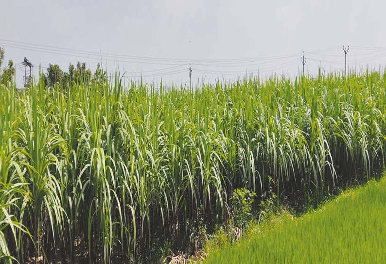 கறம்பக்குடியில் சாகுபடி செய்யப்பட்டுள்ள பொங்கல் கரும்புகள் நன்கு வளர்ந்திருப்பதை படத்தில் காணலாம்.