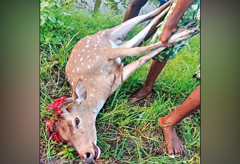 காயம் அடைந்த மான்