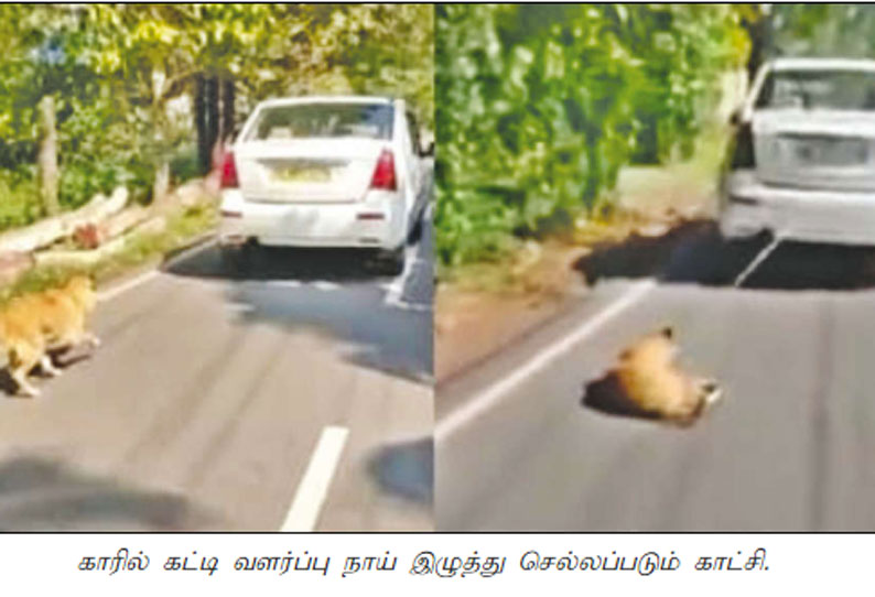 கொச்சி அருகே கொடூரம்: வளர்ப்பு நாயை காருக்கு பின்னால் கட்டி சாலையில் இழுத்து சென்றவர் கைது