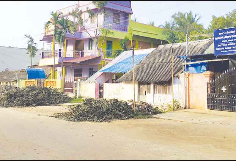 கோர்ட்டு முன்பு இருந்த 5 மரங்கள் வெட்டி அகற்றம்; போலீசார் விசாரணை