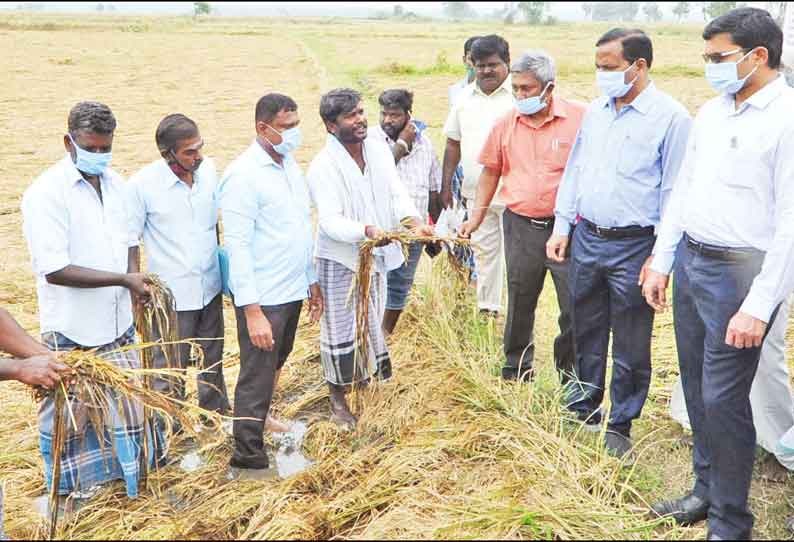 புரெவி புயலால் பயிர்கள் பாதிப்பு குறித்து 2 நாளில் அரசிடம் அறிக்கை தாக்கல் வேளாண்மைத்துறை இயக்குனர் பேட்டி