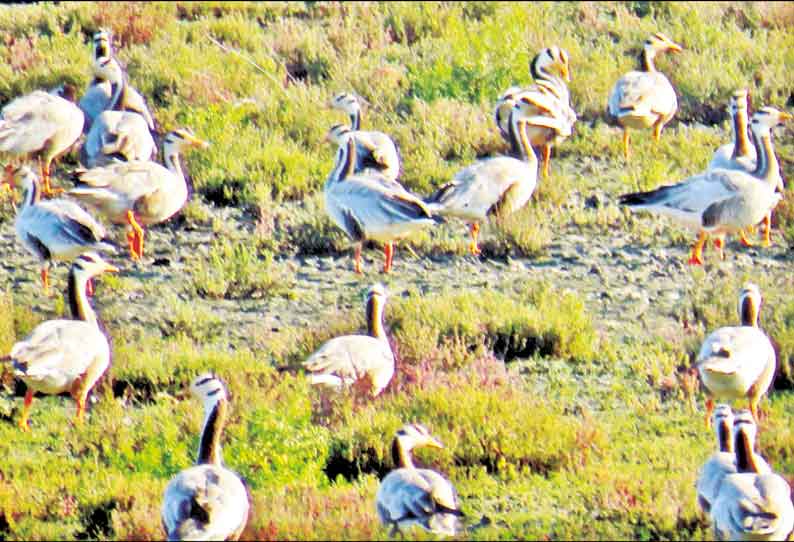 கோடியக்கரை சரணாலயத்துக்கு 3 ஆண்டுகளுக்கு பிறகு வந்த வரித்தலை வாத்துகள்